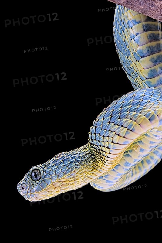 Bush viper (Atheris squamigera)