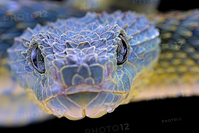 Bush viper (Atheris squamigera)