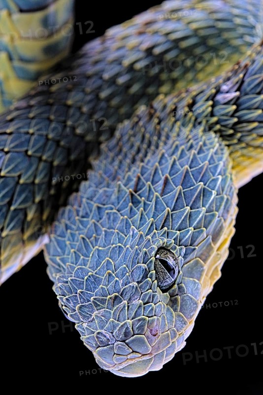 Bush viper (Atheris squamigera)