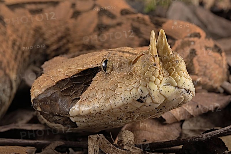 Rhinoceros Viper (Bitis rhinoceros)