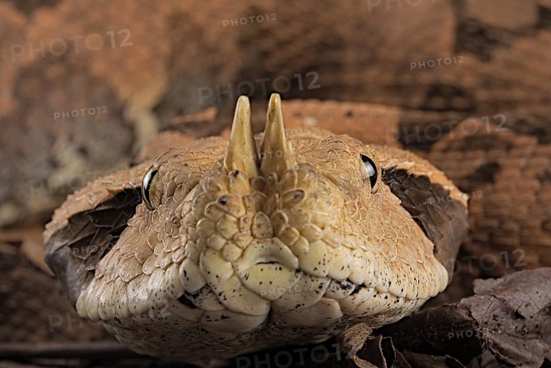 Rhinoceros Viper (Bitis rhinoceros)
