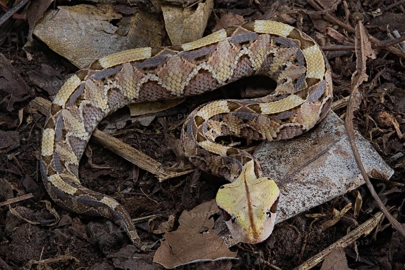 Rhinoceros Viper (Bitis rhinoceros)