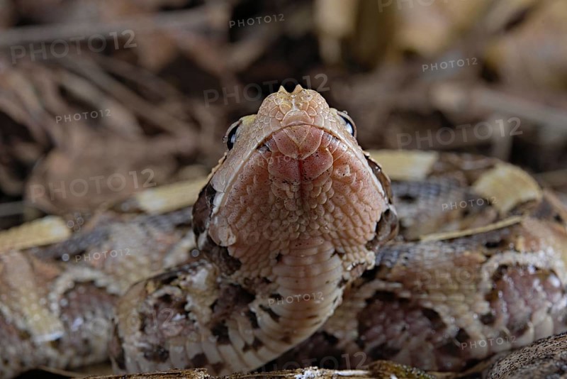 Rhinoceros Viper (Bitis rhinoceros)
