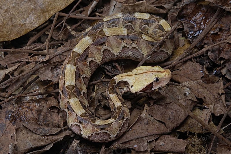 Rhinoceros Viper (Bitis rhinoceros)