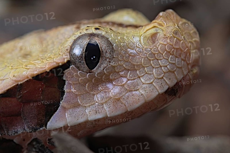 Rhinoceros Viper (Bitis rhinoceros)