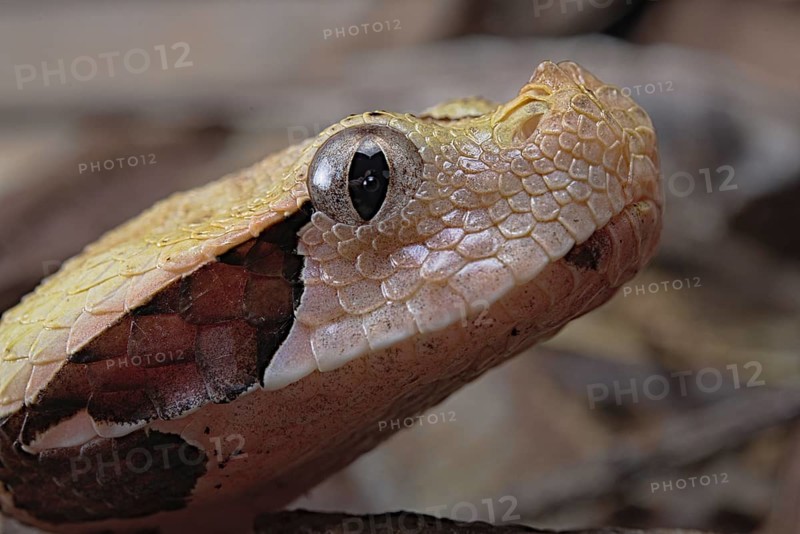 Rhinoceros Viper (Bitis rhinoceros)