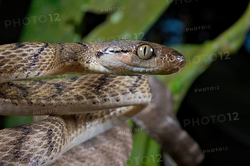 Brown tree snake (Boiga irregularis)