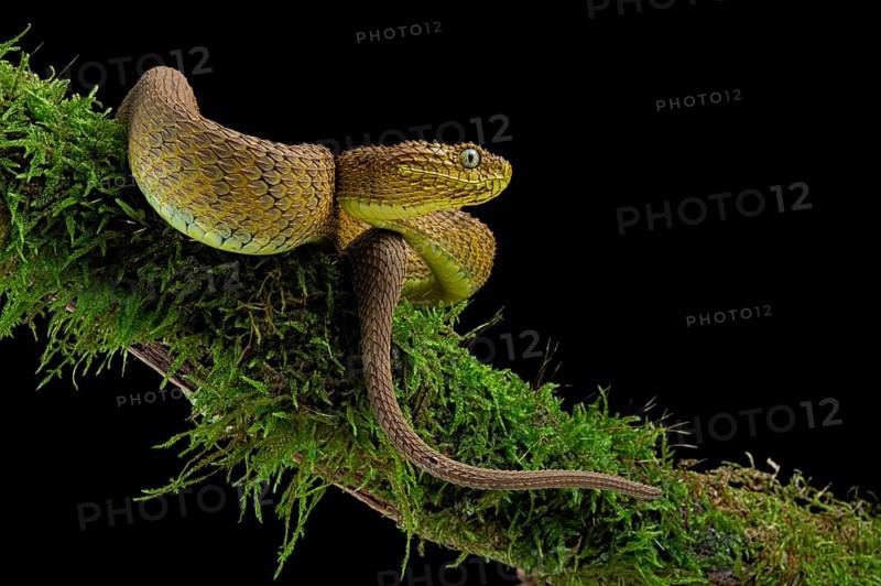 Bush viper (Atheris squamigera)