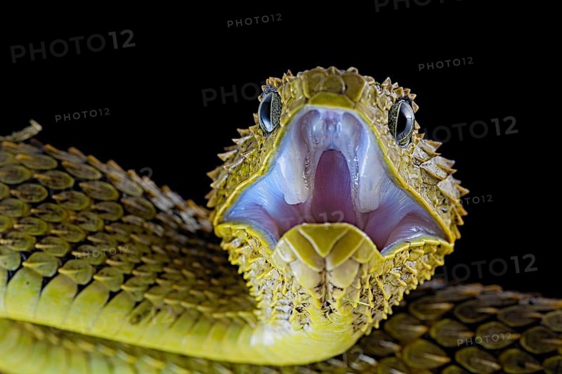 Bush viper (Atheris squamigera)