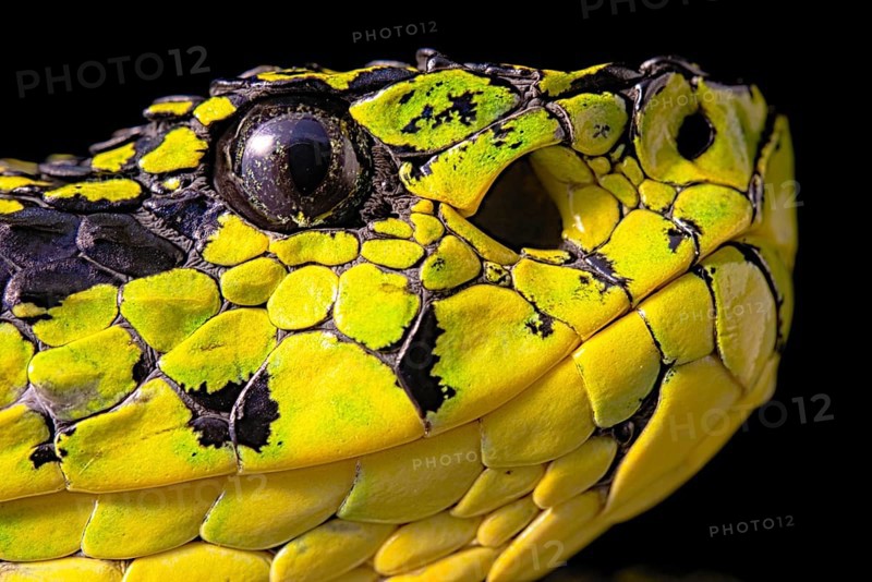 Talamancan palm-pitviper (Bothriechis nubestris)