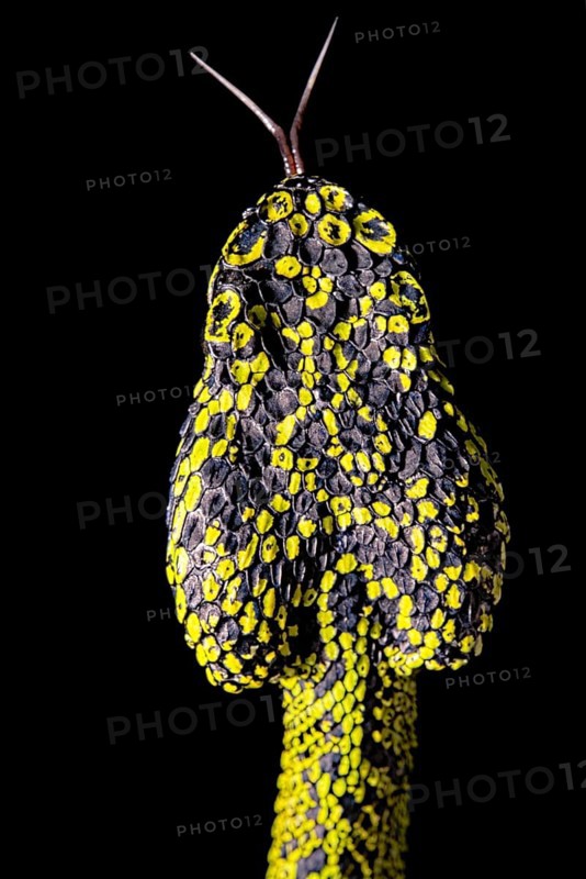 Talamancan palm-pitviper (Bothriechis nubestris)