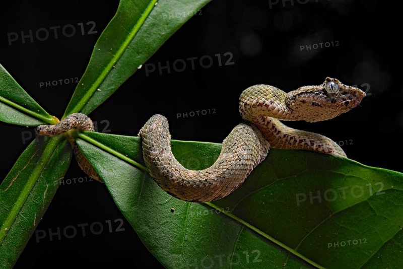 Eyelash Pit Viper (Bothriechis schlegelii)