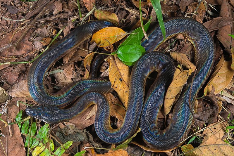 Northern white-lipped python (Bothrochilus albertisii) on ground