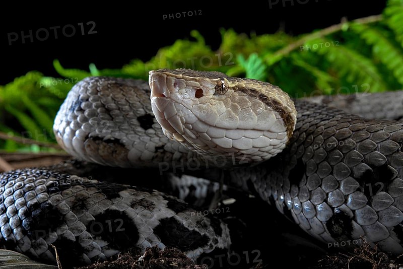 Small-eyed toad-headed pitviper (Bothrocophias microphthalmus)