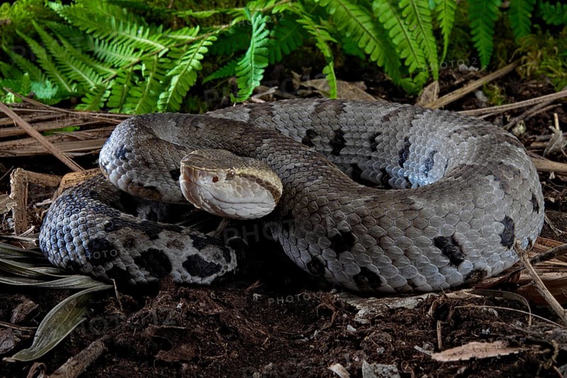 Small-eyed toad-headed pitviper (Bothrocophias microphthalmus)