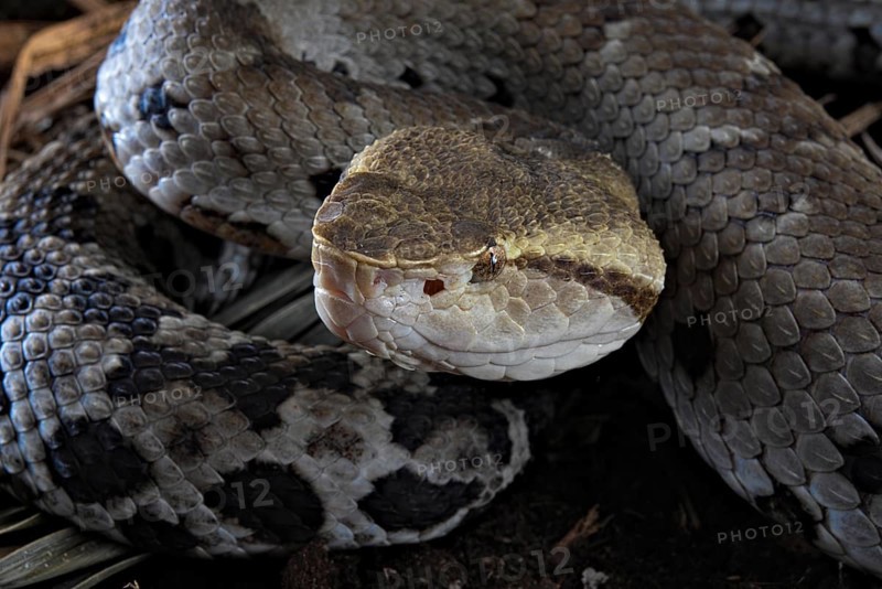 Small-eyed toad-headed pitviper (Bothrocophias microphthalmus)