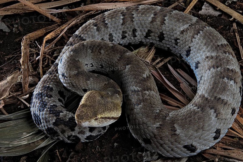 Small-eyed toad-headed pitviper (Bothrocophias microphthalmus)