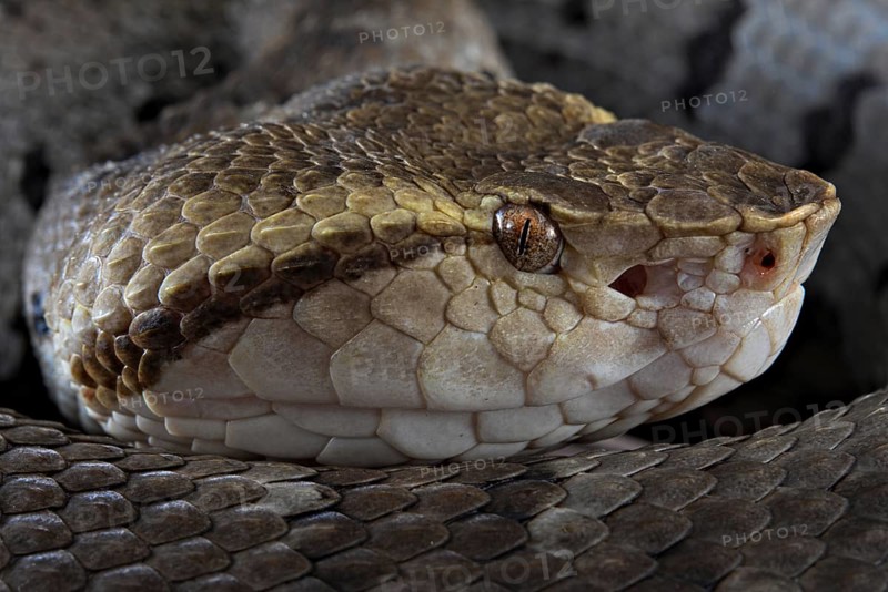 Small-eyed toad-headed pitviper (Bothrocophias microphthalmus)