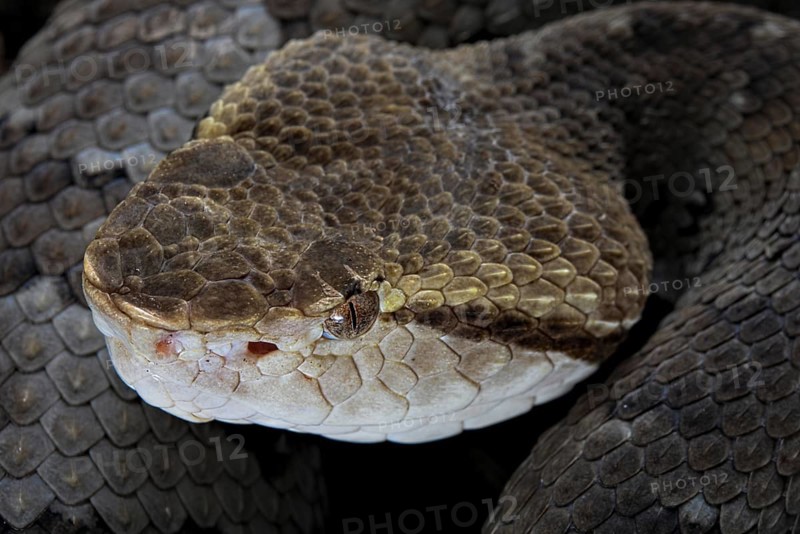 Small-eyed toad-headed pitviper (Bothrocophias microphthalmus)