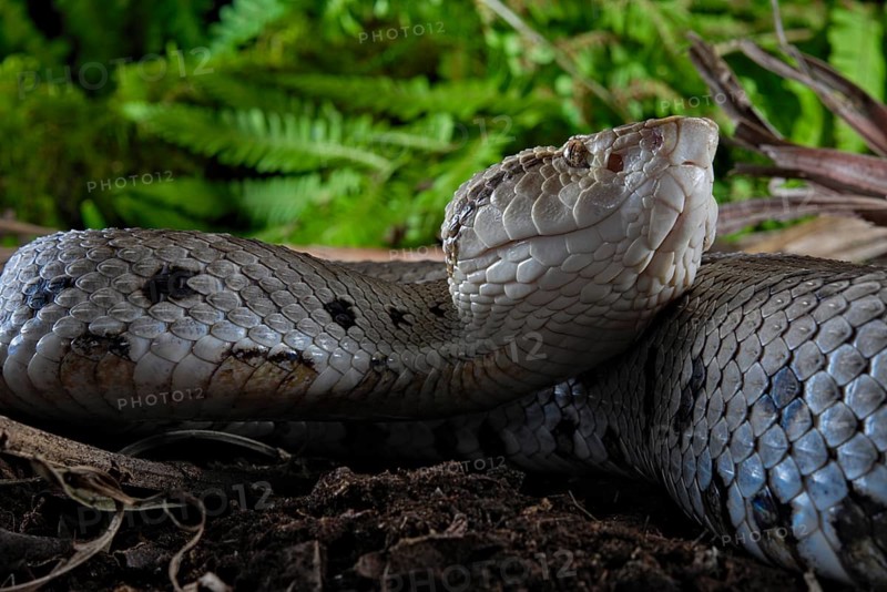 Small-eyed toad-headed pitviper (Bothrocophias microphthalmus)