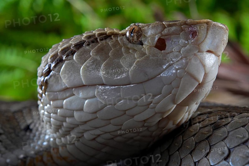 Small-eyed toad-headed pitviper (Bothrocophias microphthalmus)