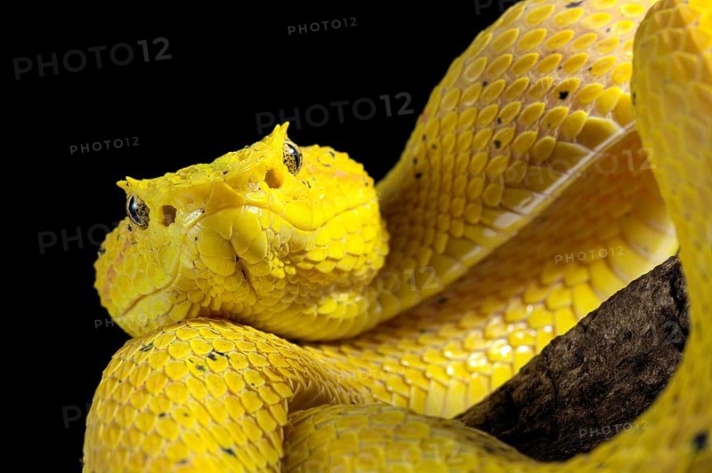 Eyelash Pit Viper (Bothriechis schlegelii)