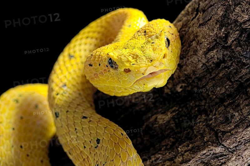 Eyelash Pit Viper (Bothriechis schlegelii)