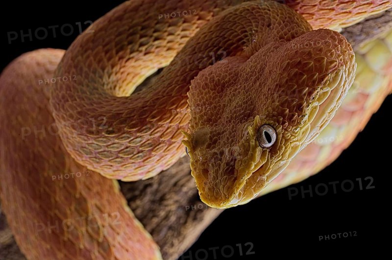 Eyelash Pit Viper (Bothriechis schlegelii)