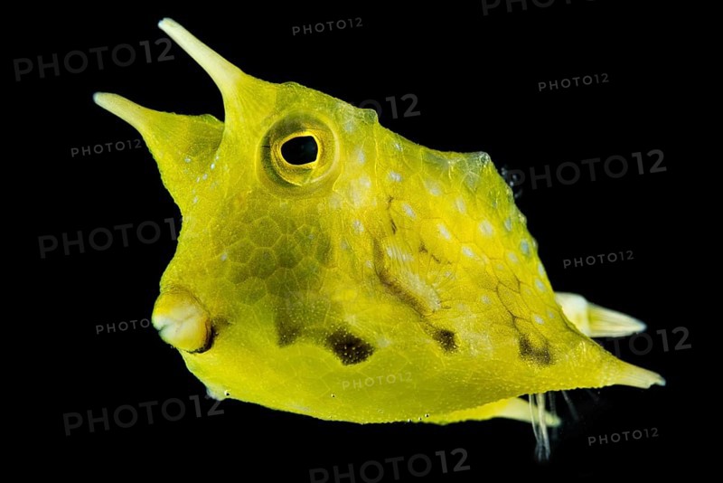 Longhorn cowfish (Lactoria cornuta)