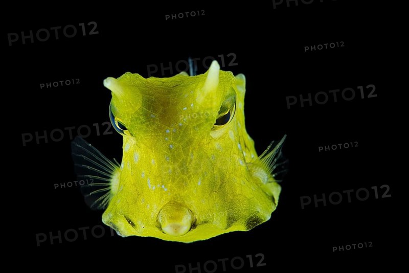 Longhorn cowfish (Lactoria cornuta)