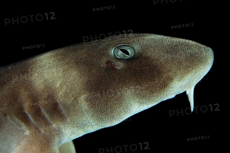 Grey bamboo shark (Chiloscyllium griseum)