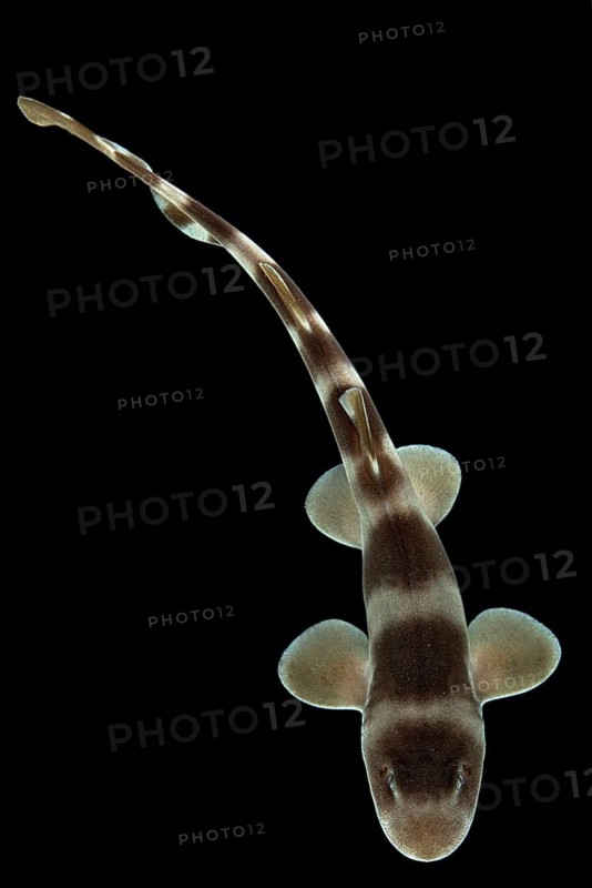 Grey bamboo shark (Chiloscyllium griseum)