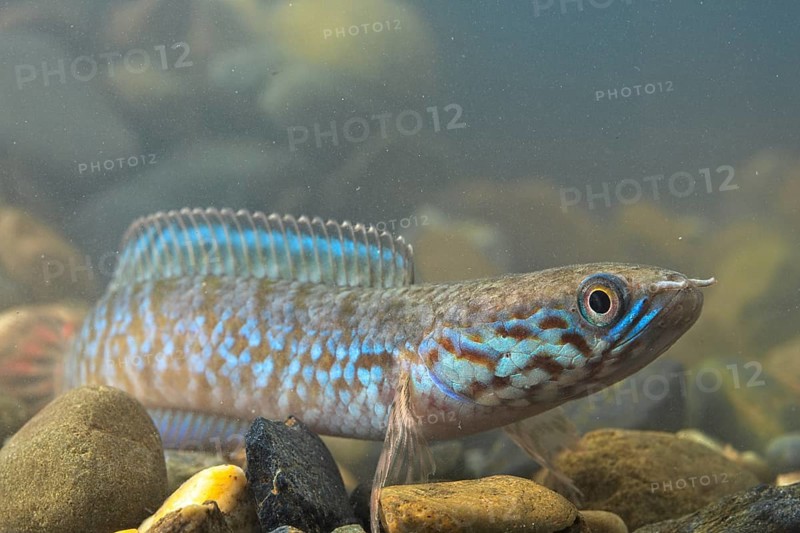 Rainbow Snakehead (Channa bleheri)
