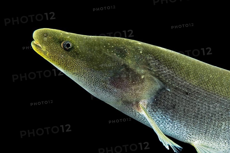 Electric fish (Mormyrops engystoma)