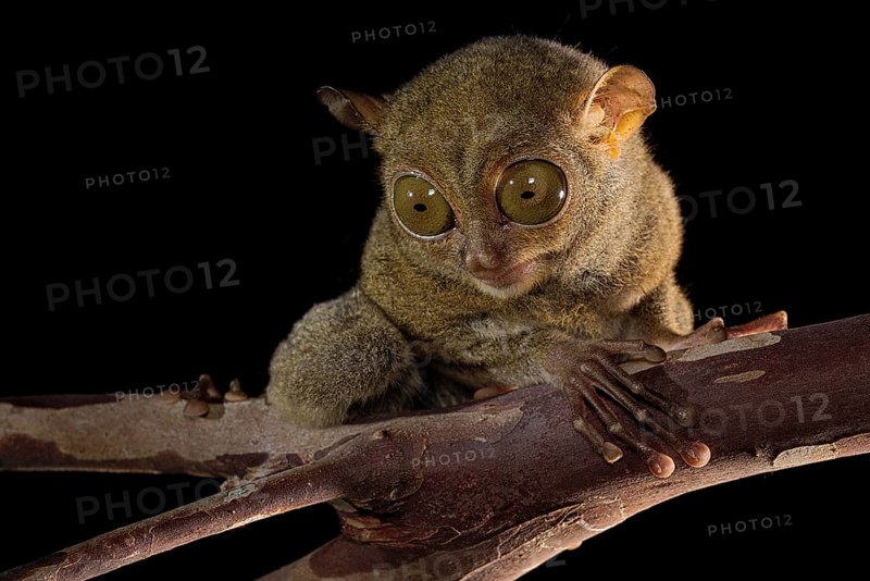 Horsfield's tarsier (Cephalopachus bancanus)