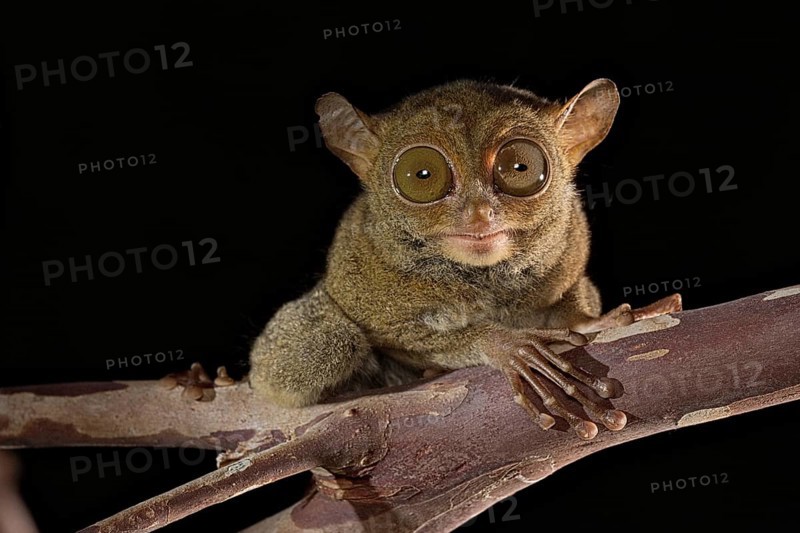 Horsfield's tarsier (Cephalopachus bancanus)