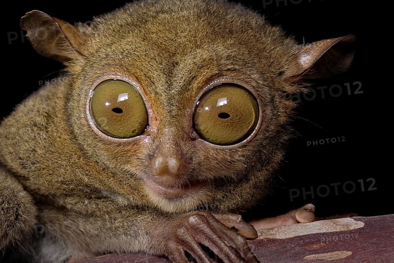 Horsfield's tarsier (Cephalopachus bancanus)