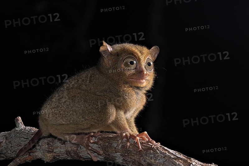 Horsfield's tarsier (Cephalopachus bancanus)