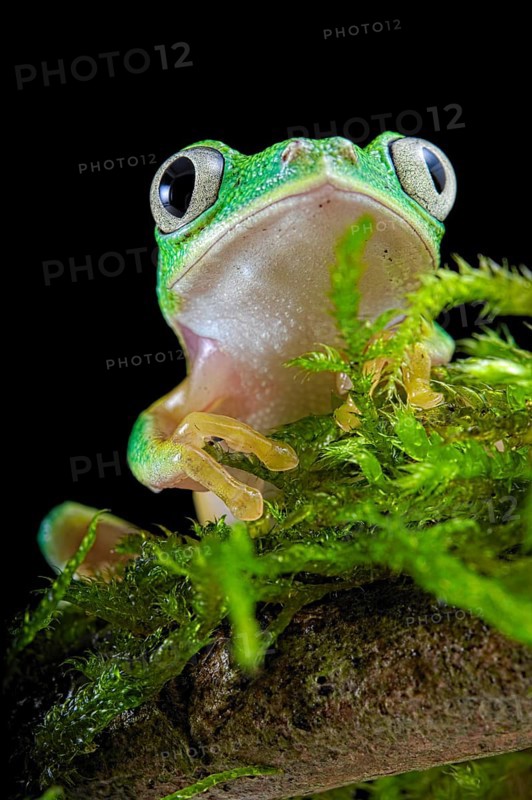 Lemur leaf frog (Agalychnis lemur) on mossy ground