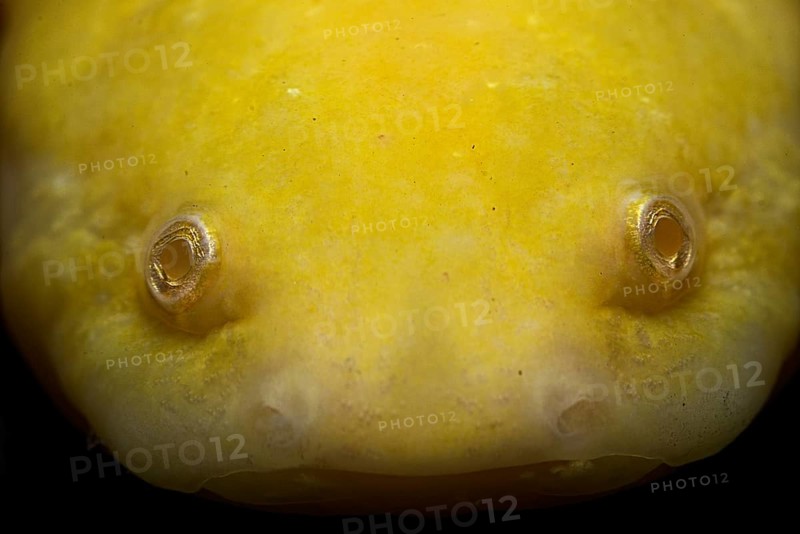 Axolotl (Ambystoma mexicanum) captive. Mexico