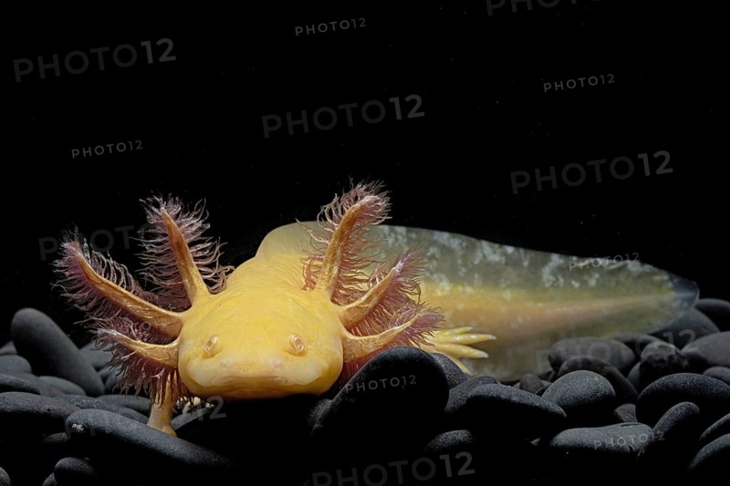 Axolotl (Ambystoma mexicanum) captive. Mexico