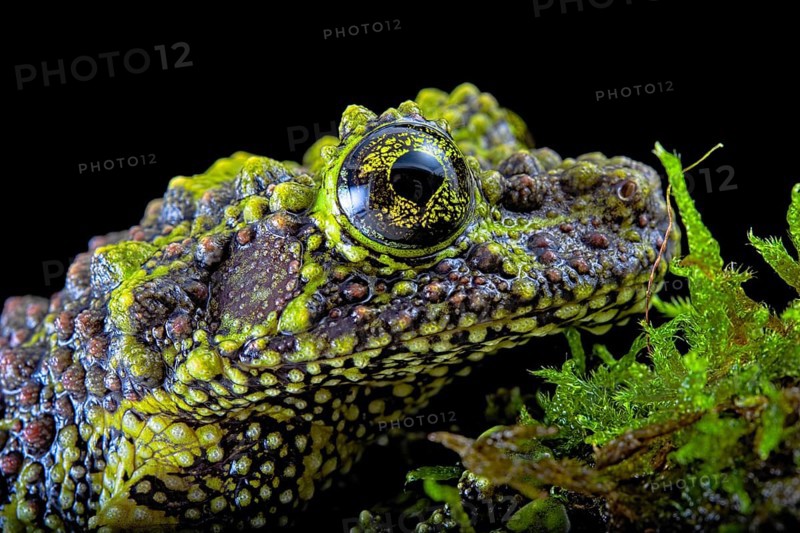 Mossy frog (Theloderma corticale)