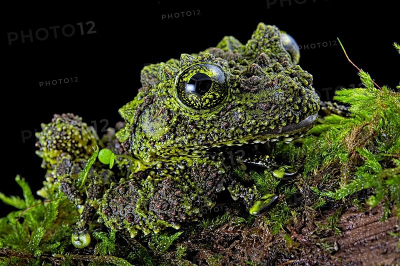 Mossy frog (Theloderma corticale)