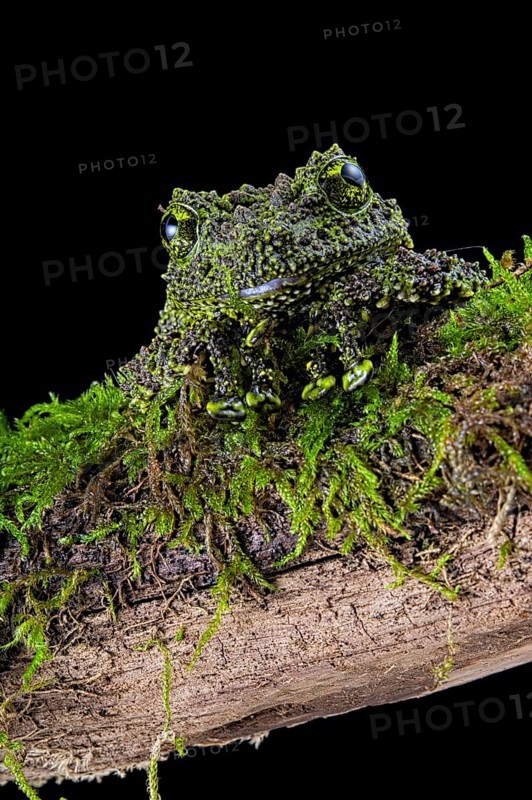 Mossy frog (Theloderma corticale)