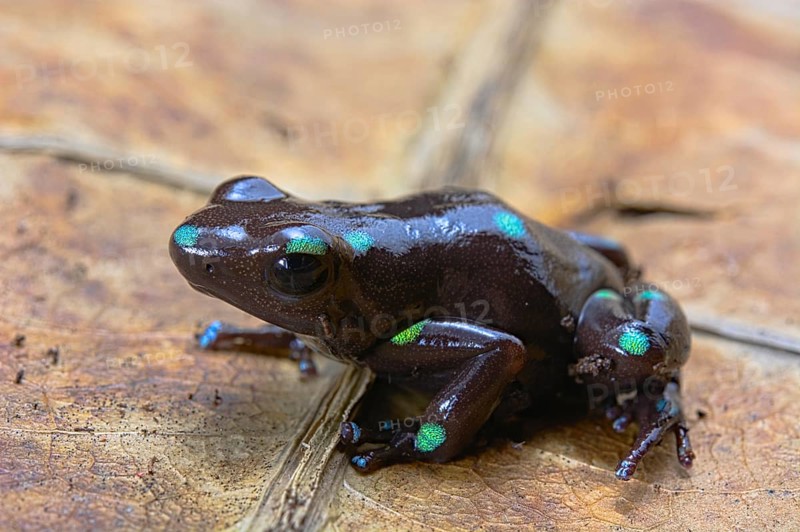 Green and black poison dart frog (Dendrobates auratus) on a leaf