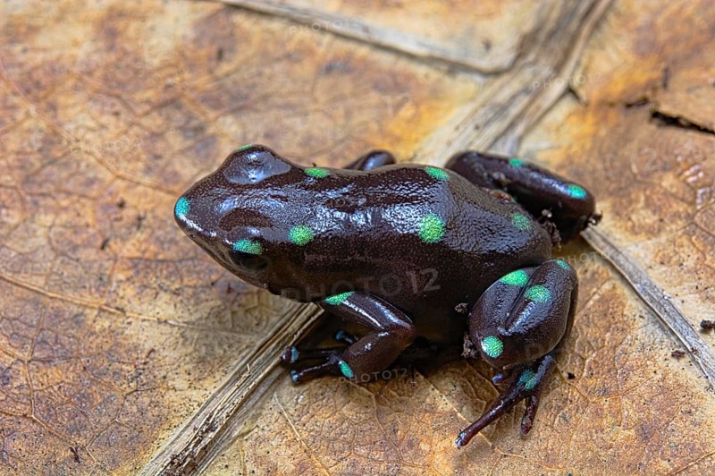 Green and black poison dart frog (Dendrobates auratus) on a leaf