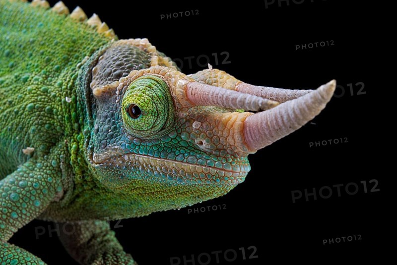 Jackson's chameleon (Trioceros jacksonii) Captive. Kenya