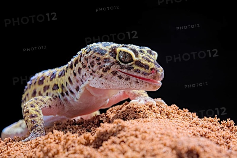 Leopard Gecko (Eublepharis macularius) Captive. Afghanistan