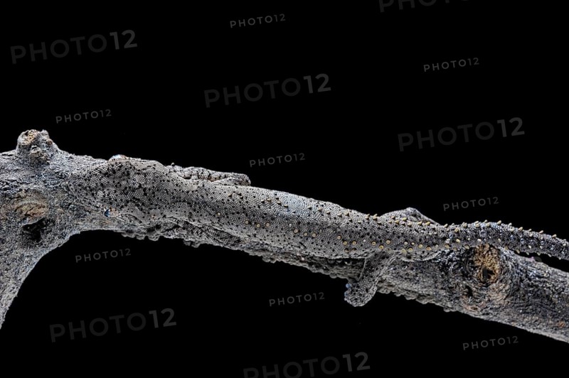 Eastern Spiny-tailed Gecko (Strophurus williamsi)