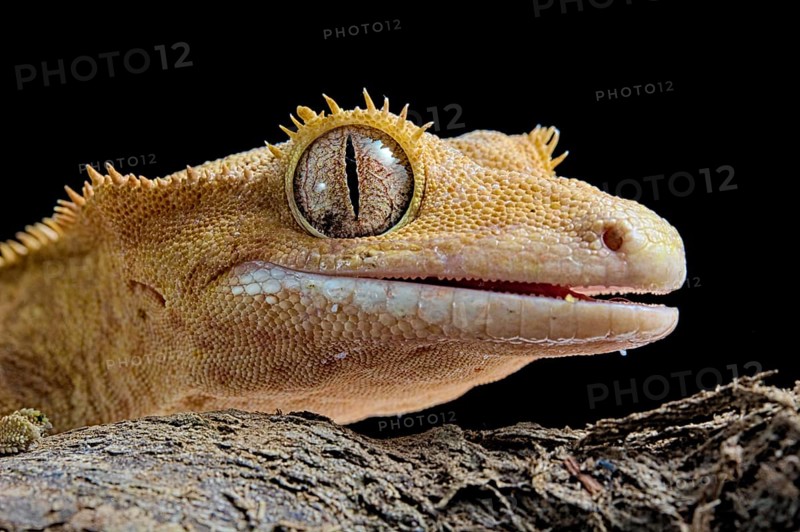 Eyelash gecko (Correlophus ciliatus)
